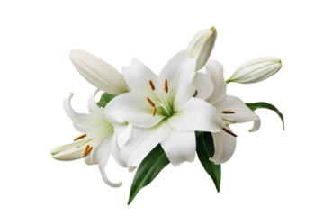 Elegant white lily with buds isolated on transparent background, embodying purity and serene beauty.