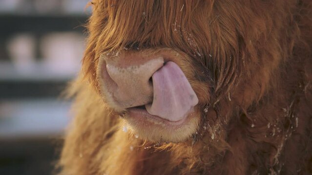 A highland cow licking its nose
