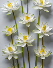 Studio floral display of Water Lily