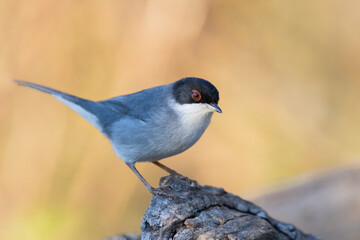 The Sardinian warbler (Curruca melanocephala) is a common and widespread typical warbler from the Mediterranean region.  - obrazy, fototapety, plakaty