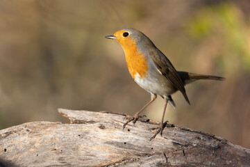 The European robin (Erithacus rubecula), is a small insectivorous passerine bird.