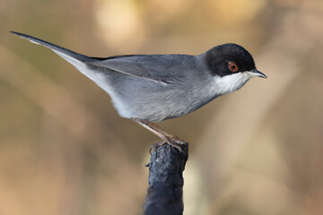 The Sardinian warbler (Curruca melanocephala) is a common and widespread typical warbler from the Mediterranean region. 