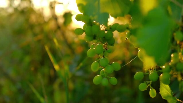 A bunch of unripe grapes growing on a vine on a farm. Close-up of white grapes on a vine in warm soft sunlight. 