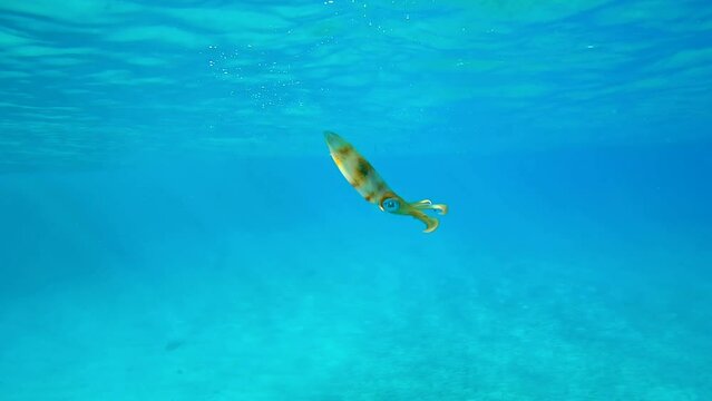 Close up of baby calamar swims in blue water sparkling in bright sunrays, slow motion. Newborn Bigfin reef squid or Oval squid (Sepioteuthis lessoniana) floating in turquoise Ocean 