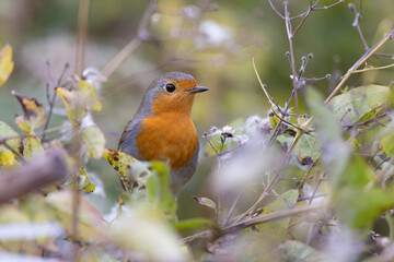 Obraz premium The European robin (Erithacus rubecula), is a small insectivorous passerine bird.