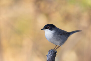 The Sardinian warbler (Curruca melanocephala) is a common and widespread typical warbler from the...