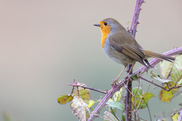 The European robin (Erithacus rubecula), is a small insectivorous passerine bird.