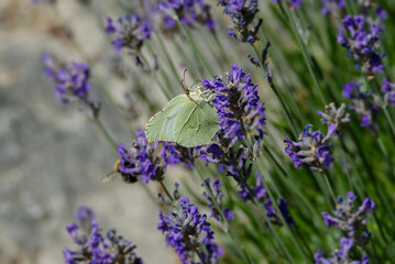 Common brimstone butterfly (Gonepteryx rhamni) sitting on lavender in Zurich, Switzerland