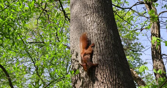 red squirrel running through the trees in the park, red squirrel in the spring park in sunny weather