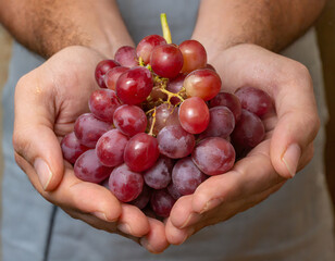 Cupped hands holding red grapes