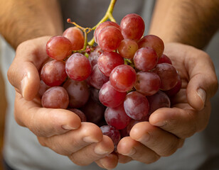 Cupped hands holding red grapes
