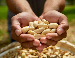 Cupped hands holding peanuts