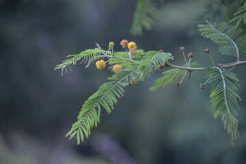 frutos silvestres