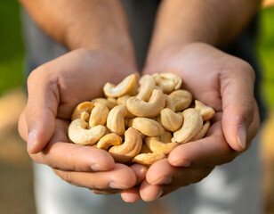 Cupped hands holding cashew nuts