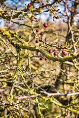 Wassenaar, Netherlands - November 06 2020 : red currents or berries are the last that hang on these branches in the fall, with moss growing giving it a mysterious look
