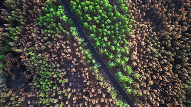 Forest with road aerial rotating 4k cinematic shot