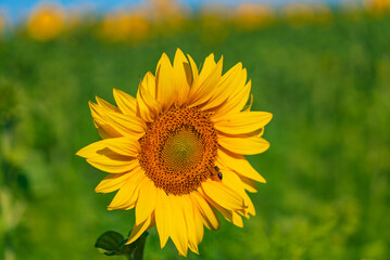 A Beautiful Sunflower Standing Tall in a Lush Green Field. A sunflower in a field of green grass