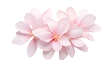 Poster Frangipani or Plumeria flowers isolated on transparent background © Infinite_PNG