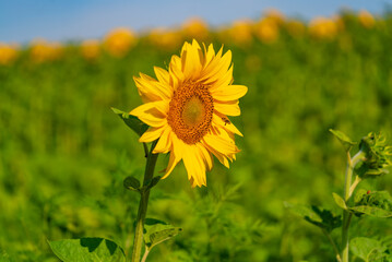 A Beautiful Sunflower Blooming in a Lush Field of Vibrant Green Grass. A sunflower in a field of green grass