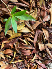 close-up view of fallen leaves on the ground in autumn, suitable for use as a background