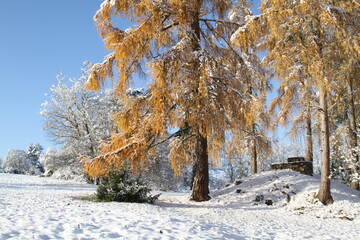 trees in the snow at Venusberg near Aidlingen Germany 