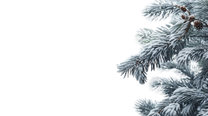 branch of a pine  on Transparent Background