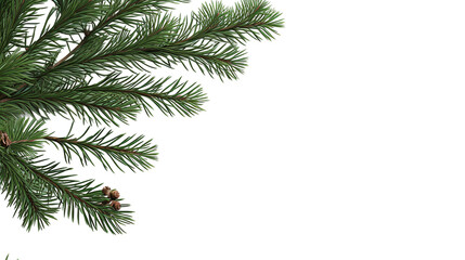 Obraz premium branch of a pine on Transparent Background