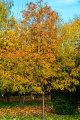 Rowan tree at the city park on autumn