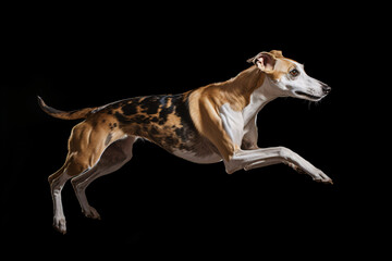 Obraz na płótnie Canvas Greyhound