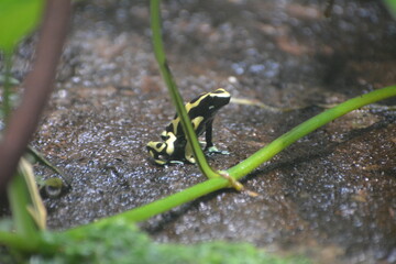 rana venenosa