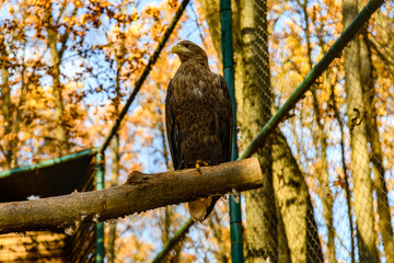 Steppe eagle (Aquila nipalensis). Bird of prey in a cage