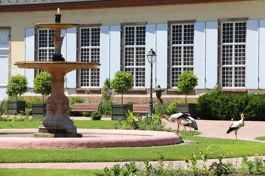 Bunch of storks around a fountain - Orangerie Park, Alsace, Strasbourg.