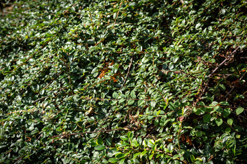 Cotoneaster dammeri A lush and vibrant green bush with an abundance of leaves