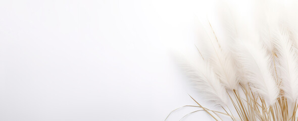 Delicate pampas grass plumes gracefully poised against a clean white background, providing a sense of calm and minimalistic elegance. Boho style. Natural backdrop with copy space.