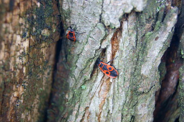 Pyrrhocoris apterus macro