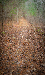 The Horseshoe Trail in Copicut Woods, Southeastern Massachusetts Bioreserve