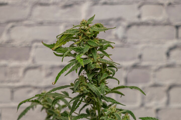 MK Ultra variety of marijuana ripened bloom with grey wall