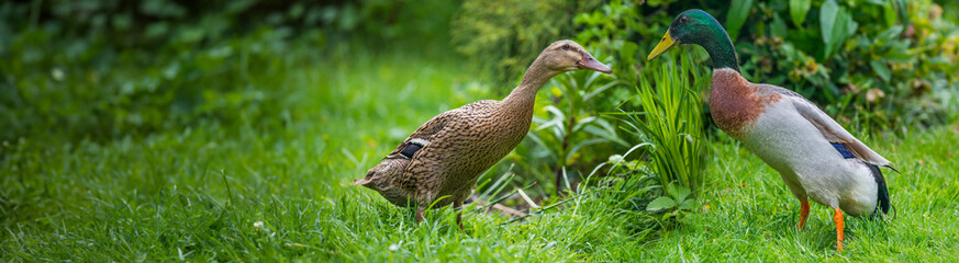 indian runner duck in garden - female