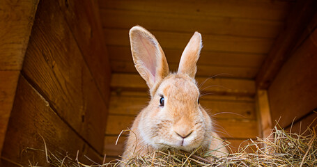 rabbit in a hutch