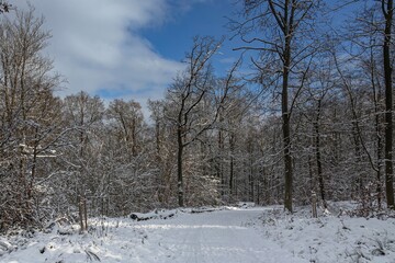 trees in snow, winter forest in the mountain park near Kassel