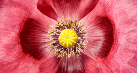 poppy in detail