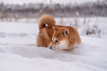 Shiba inu dog in winter. Face covered with snow.