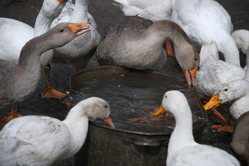 Obraz premium Geese in the village. Large birds in a village farm drink water from a metal trough. Geese have white and gray plumage, black eyes and yellow beaks. Birds have a small head on a long, mobile neck.