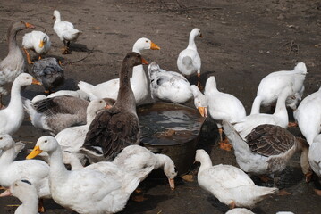 Geese in the village. Large birds in a village farm drink water from a metal trough. Geese have white and gray plumage, black eyes and yellow beaks. Birds have a small head on a long, mobile neck.