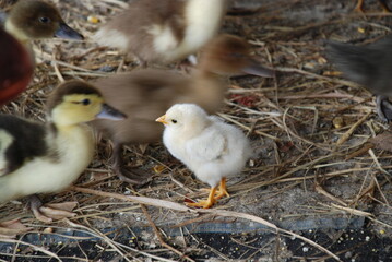 Little chicks on the farm. Chicken and goslings in a chicken coop for young animals. The chick was born a couple of weeks ago and is already confidently walking on its feet. He has light yellow fluff.