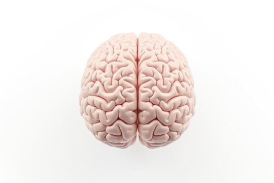A model of a brain placed on a white surface. Suitable for educational purposes or medical presentations