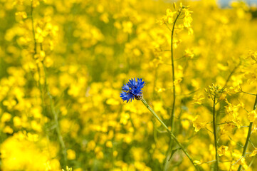 Obraz premium Rapeseed Field With Bright Blue Cornflower in Yellow Background. Shallow Depth Of Field.
