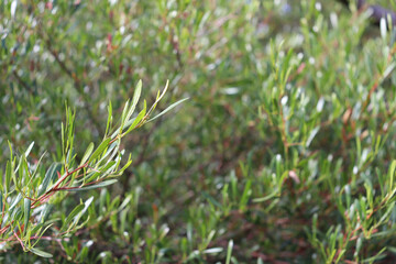 green leaves on plant in selective focus