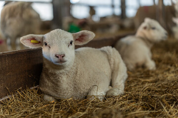 Sheep and lambs during the indoor lambing season in Germany