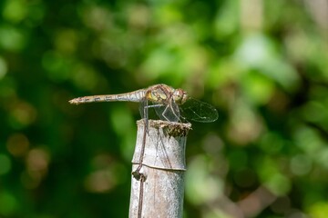 Close up of a common darter (sympetrum striolatum) dragonfly